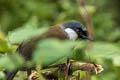 Black-throated Laughingthrush Pterorhinus chinensis propinquus