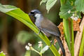 Black-throated Laughingthrush Pterorhinus chinensis propinquus