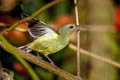 Black-throated Sunbird Aethopyga petersi