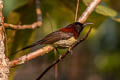 Black-throated Sunbird Aethopyga petersi