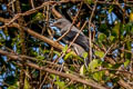 Black-winged Cuckooshrike melaschistos ssp.