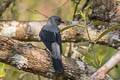 Black-winged Cuckooshrike melaschistos ssp.