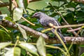 Black-winged Cuckooshrike melaschistos ssp.