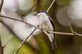 Black-winged Flycatcher-shrike hirundinaceus