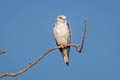 Black-winged Kite Elanus caeruleus vociferus