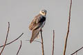 Black-winged Kite Elanus caeruleus vociferus