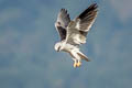 Black-winged Kite Elanus caeruleus vociferus