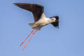 Black-winged Stilt Himantopus himantopus