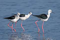 Black-winged Stilt Himantopus himantopus