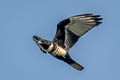 Black Baza Aviceda leuphotes leuphotes 