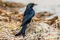 Black Drongo Dicrurus macrocercus cathoecus