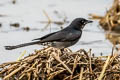 Black Drongo Dicrurus macrocercus cathoecus