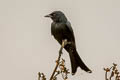 Black Drongo Dicrurus macrocercus thai