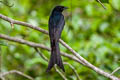 Black Drongo Dicrurus macrocercus thai