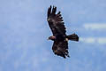 Black Eagle Ictinaetus malaiensis malaiensis