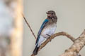 Blue-and-white Flycatcher Cyanoptila cyanomelana cyanomelana