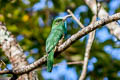 Blue-bearded Bee-eater Nyctyornis athertoni athertoni