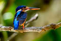 Blue-eared Kingfisher Alcedo meninting scintillans