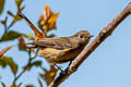 Blue-fronted Redstart Phoenicurus frontalis