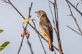 Blue-fronted Redstart Phoenicurus frontalis