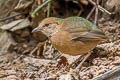 Blue-naped Pitta Hydrornis nipalensis hendeei