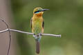 Blue-tailed Bee-eater Merops philippinus