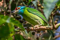 Blue-throated Barbet Psilopogon asiatica davisoni