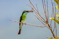 Blue-throated Bee-eater Merops viridis