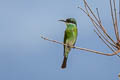 Blue-throated Bee-eater Merops viridis