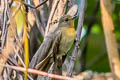 Blue-throated Blue Flycatcher Cyornis rubeculoides dialilaemus