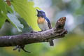 Blue-throated Blue Flycatcher Cyornis rubeculoides dialilaemus