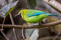 Blue-winged Leafbird Chloropsis moluccensis chlorocephala