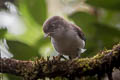 Blue-winged Minla Actinodura cyanouroptera wingatei