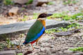 Blue-winged Pitta Pitta moluccensis