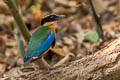 Blue-winged Pitta Pitta moluccensis