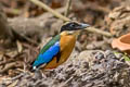 Blue-winged Pitta Pitta moluccensis