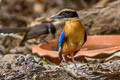 Blue-winged Pitta Pitta moluccensis