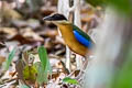 Blue-winged Pitta Pitta moluccensis