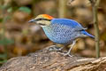 Blue Pitta Hydrornis cyaneus cyaneus 