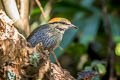 Blue Pitta Hydrornis cyaneus aurantiacus