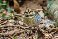 Blue Pitta Hydrornis cyaneus aurantiacus