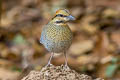 Blue Pitta Hydrornis cyaneus cyaneus 