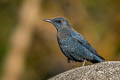 Blue Rock Thrush Monticola solitarius pandoo