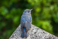 Blue Rock Thrush Monticola solitarius pandoo