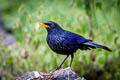 Blue Whistling Thrush Myophonus caeruleus eugenei