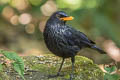 Blue Whistling Thrush Myophonus caeruleus eugenei