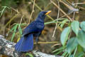 Blue Whistling Thrush Myophonus caeruleus crassirostris