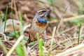 Bluethroat Luscinia svecica svecica