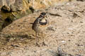 Bluethroat Luscinia svecica svecica