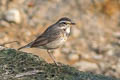 Bluethroat Luscinia svecica svecica